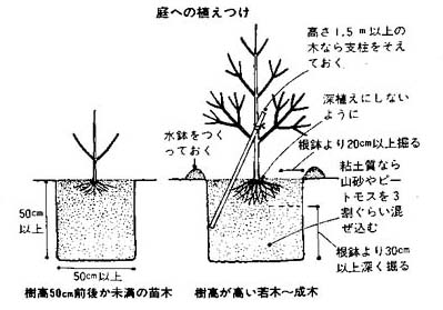 花水木とは